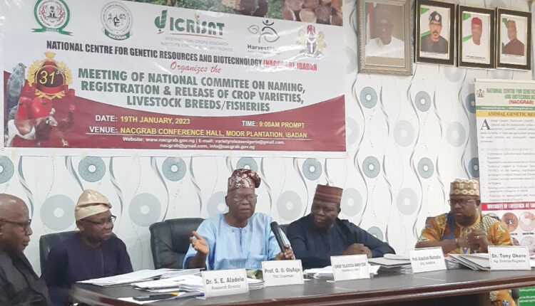 Three Sorghum and Three Pearl Millet Varieties Developed by ICRISAT in Nigeria.